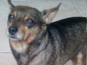 Cachorro raça Vira lata  idade 6 ou mais anos nome Piter 