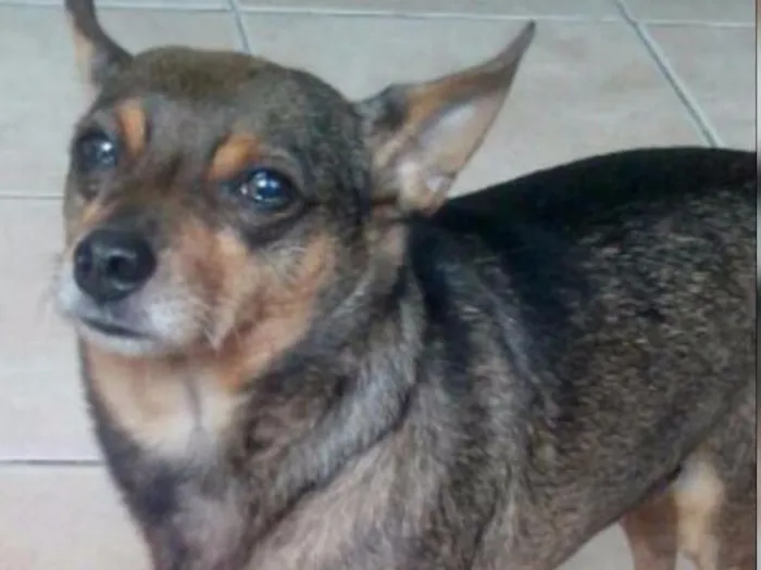 Cachorro ra a Vira lata  idade 6 ou mais anos nome Piter 