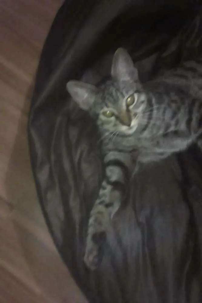 Gato ra a  idade 1 ano nome Stallone