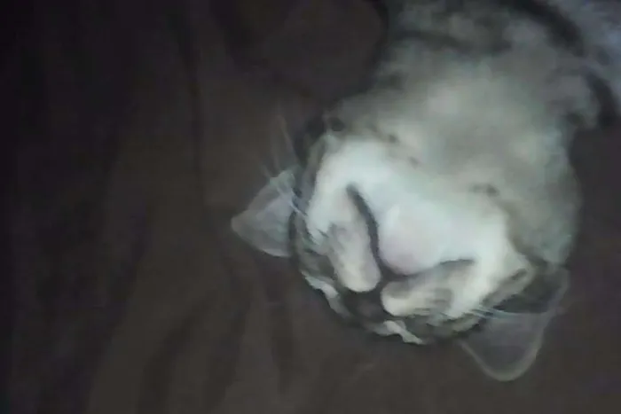 Gato ra a  idade 1 ano nome Stallone