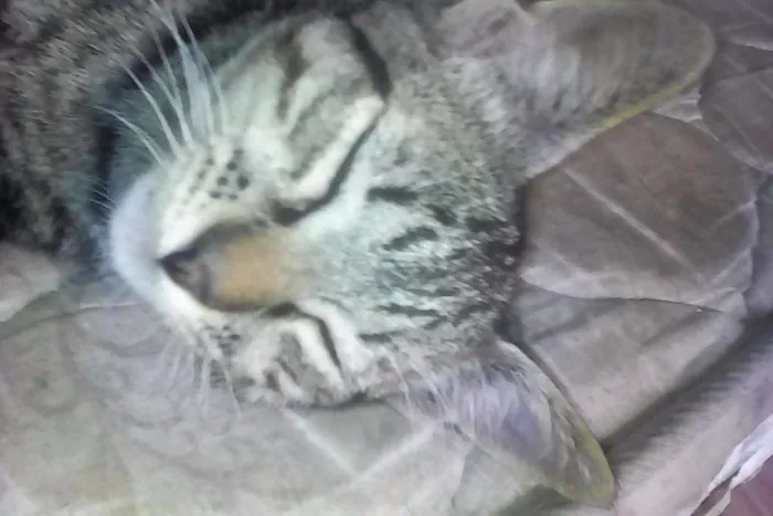 Gato ra a  idade 1 ano nome Stallone