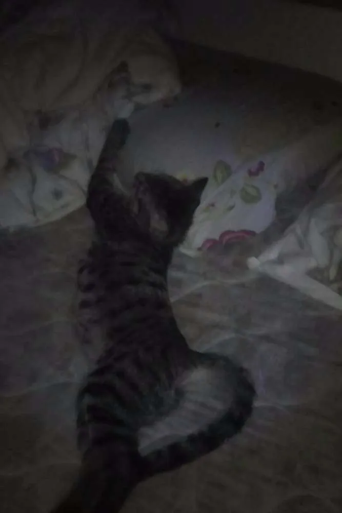 Gato ra a  idade 1 ano nome Stallone