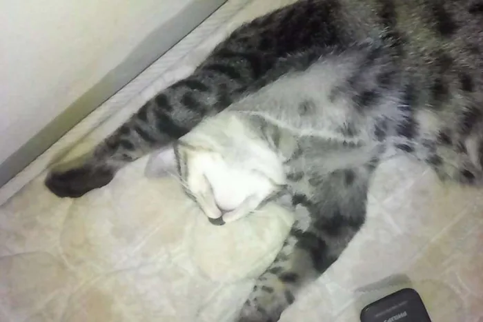 Gato ra a  idade 1 ano nome Stallone