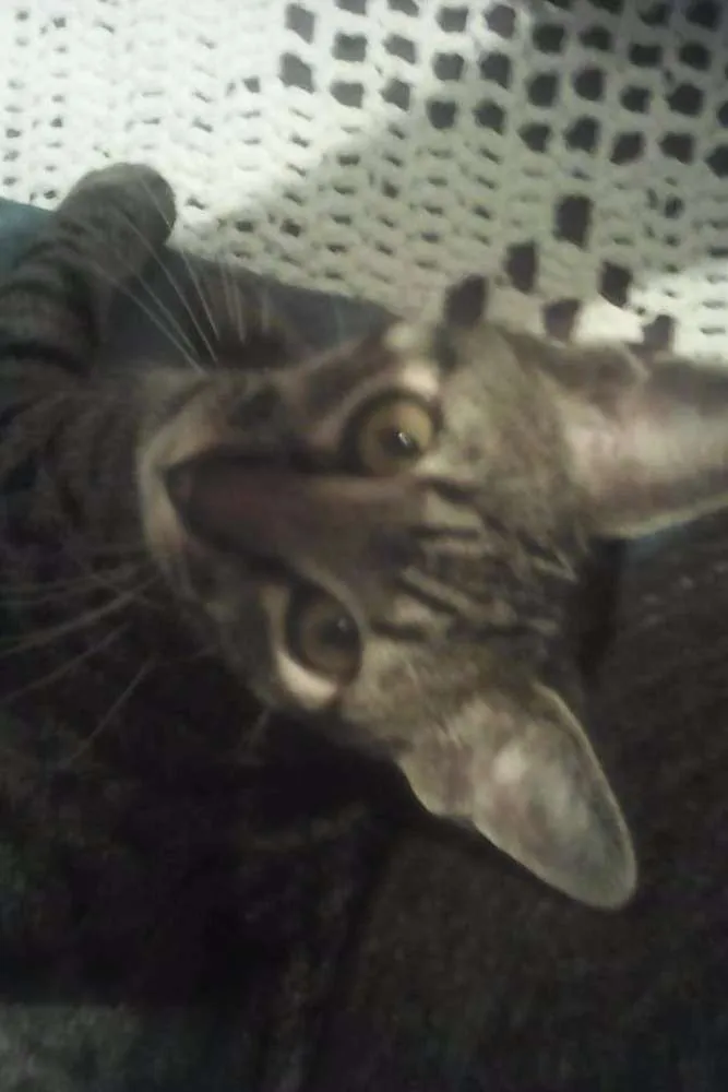 Gato ra a  idade 1 ano nome Stallone