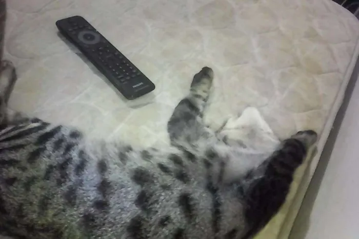 Gato ra a  idade 1 ano nome Stallone
