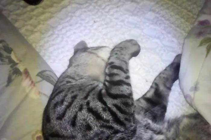 Gato ra a  idade 1 ano nome Stallone
