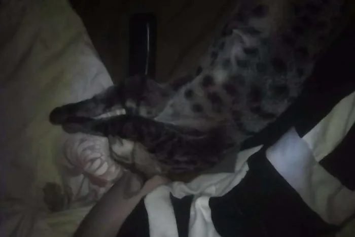 Gato ra a  idade 1 ano nome Stallone