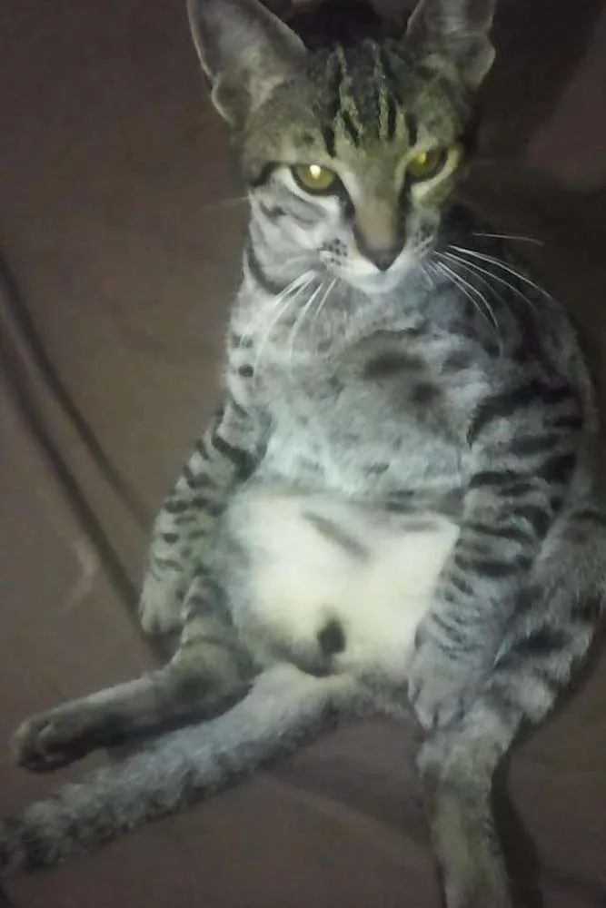 Gato ra a  idade 1 ano nome Stallone