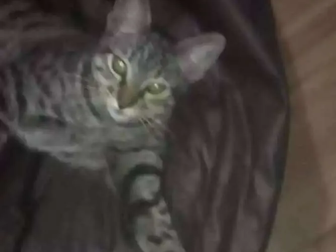 Gato ra a  idade 1 ano nome Stallone