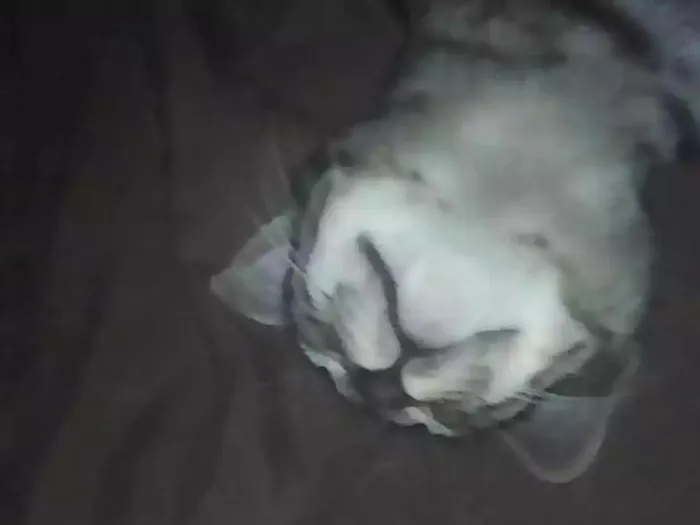 Gato ra a  idade 1 ano nome Stallone