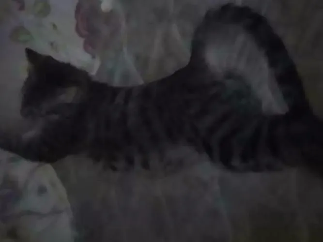 Gato ra a  idade 1 ano nome Stallone