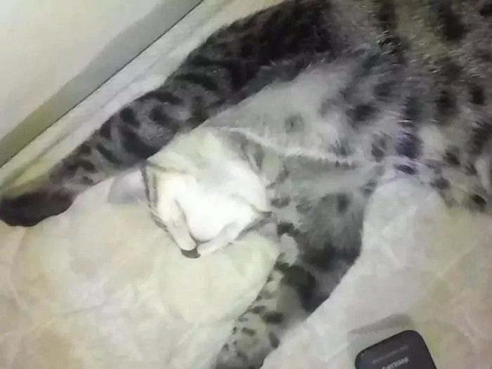 Gato ra a  idade 1 ano nome Stallone