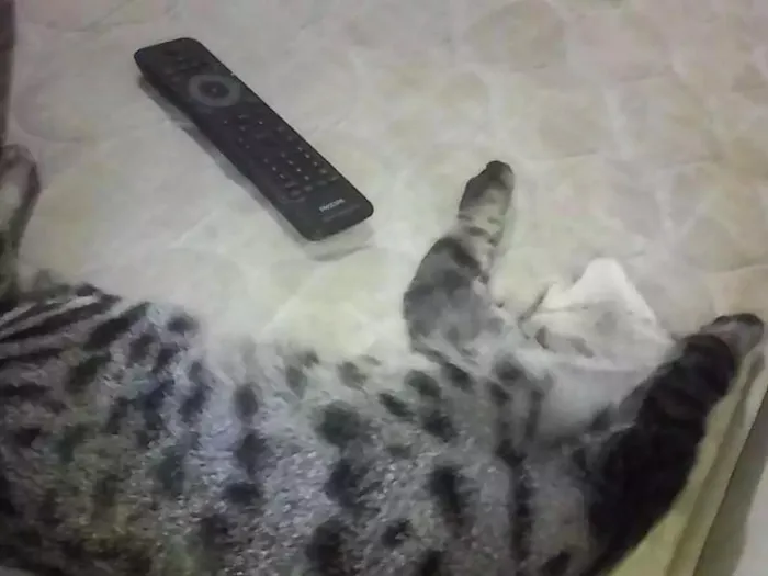 Gato ra a  idade 1 ano nome Stallone
