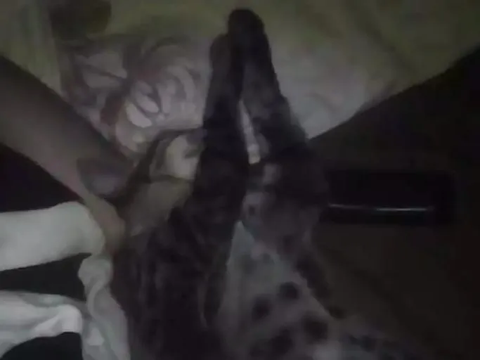 Gato ra a  idade 1 ano nome Stallone