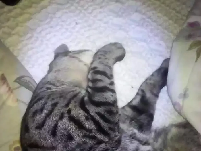 Gato ra a  idade 1 ano nome Stallone
