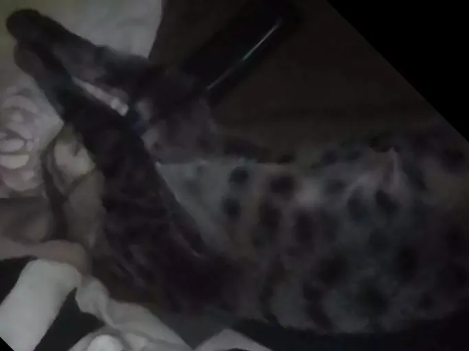Gato ra a  idade 1 ano nome Stallone