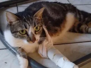 Gato raça  idade  nome Sem nome 