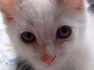 Gato raça  idade 2 a 6 meses nome Sem nome