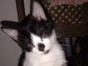 Gato raça  idade 2 a 6 meses nome Sem nome