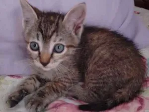 Gato raça  idade 2 a 6 meses nome Sem nome 