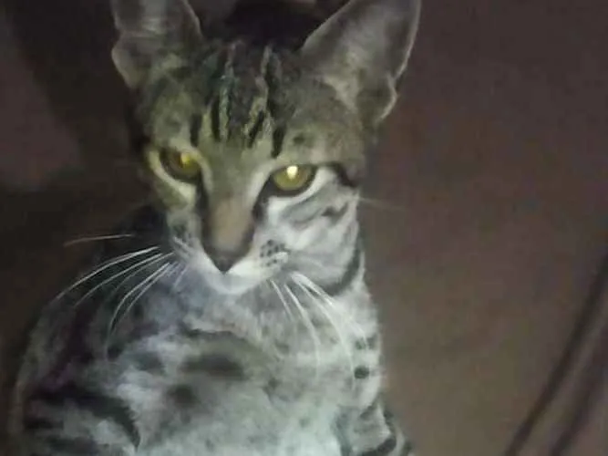 Gato ra a  idade 1 ano nome Stallone