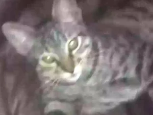 Gato raça  idade 1 ano nome Stallone