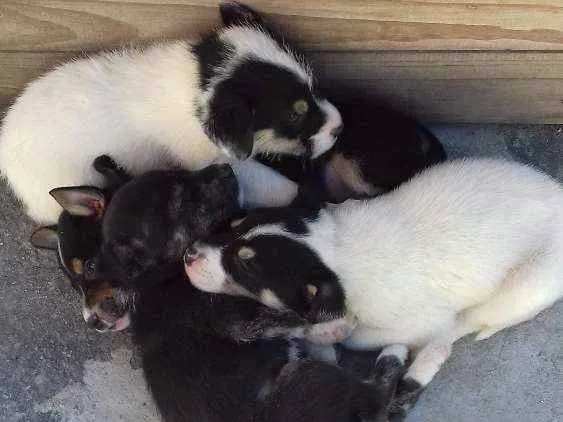Cachorro ra a Vira lata  idade Abaixo de 2 meses nome Nao tem nome