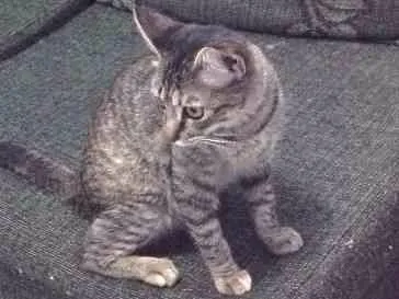 Gato ra a Srd idade 2 a 6 meses nome Sarah