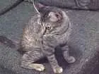 Gato raça Srd idade 2 a 6 meses nome Sarah