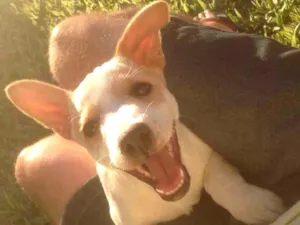 Cachorro raça SRD idade 7 a 11 meses nome Bulita