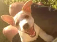 Bulita