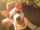 Cachorro raça SRD idade 7 a 11 meses nome Bulita