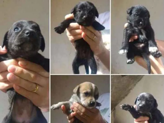 Cachorro ra a golden retriever e poodle idade Abaixo de 2 meses nome Filhotes