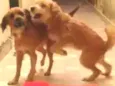 Dora e bela
