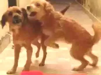 Cachorro ra a Vira-lata  idade 2 anos nome Dora e bela