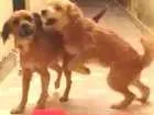 Cachorro raça Vira-lata  idade 2 anos nome Dora e bela
