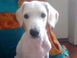 Cachorro raça vira lata idade 2 a 6 meses nome Pipoca