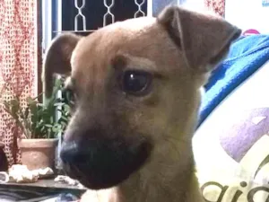 Cachorro raça vira-lata puro idade 2 a 6 meses nome caramelo