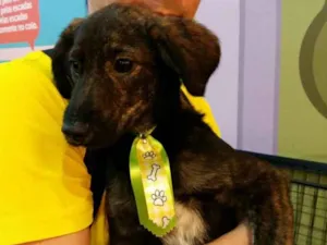 Cachorro raça vira lata idade 2 a 6 meses nome Bolt