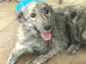 Cachorro raça vira lata idade 2 anos nome Mili