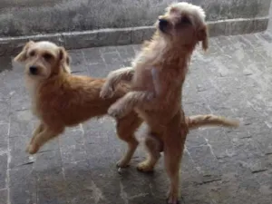 Cachorro raça vira lata com podle idade 1 ano nome THEO(MACHO)MEL(FÊMEA