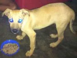 Cachorro raça Srd idade 2 a 6 meses nome Bob