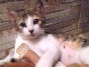 Gato raça SRD idade 2 a 6 meses nome Tatá