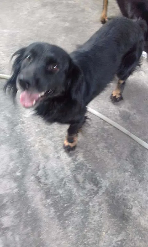 Cachorro raça vira lata  idade 1 ano nome Forlan