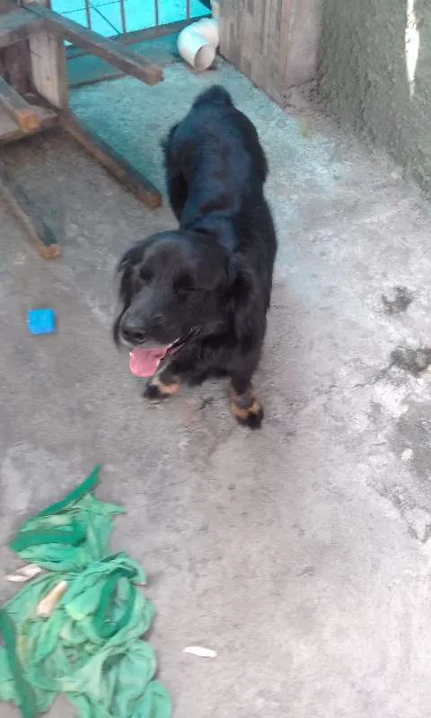 Cachorro raça vira lata  idade 1 ano nome Forlan