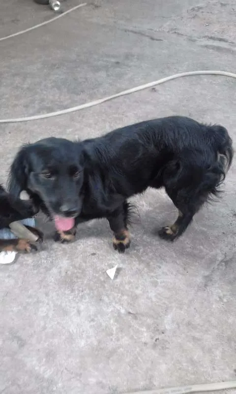 Cachorro raça vira lata  idade 1 ano nome Forlan