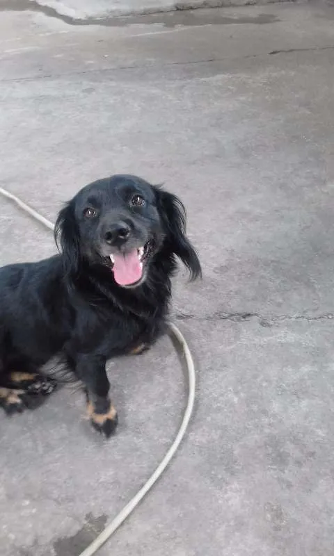 Cachorro raça vira lata  idade 1 ano nome Forlan