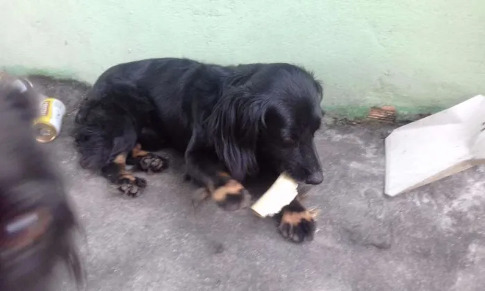 Cachorro raça vira lata  idade 1 ano nome Forlan