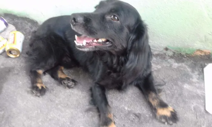 Cachorro raça vira lata  idade 1 ano nome Forlan