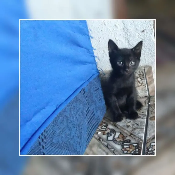 Gato raça Siamês/misturado idade Abaixo de 2 meses nome sem nome